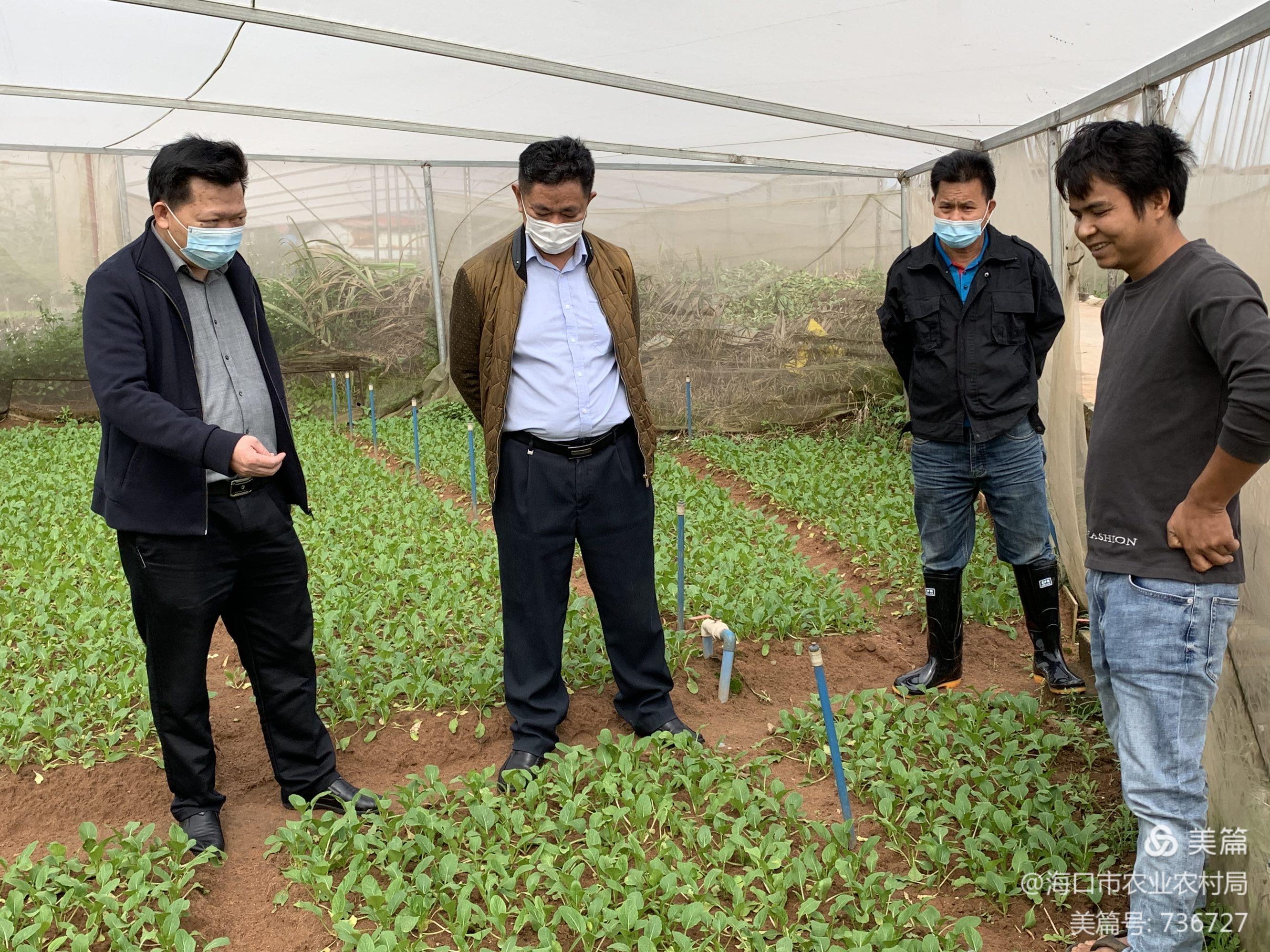 市农业农村局黄克民局长调研蔬菜生产基地保障疫情期间