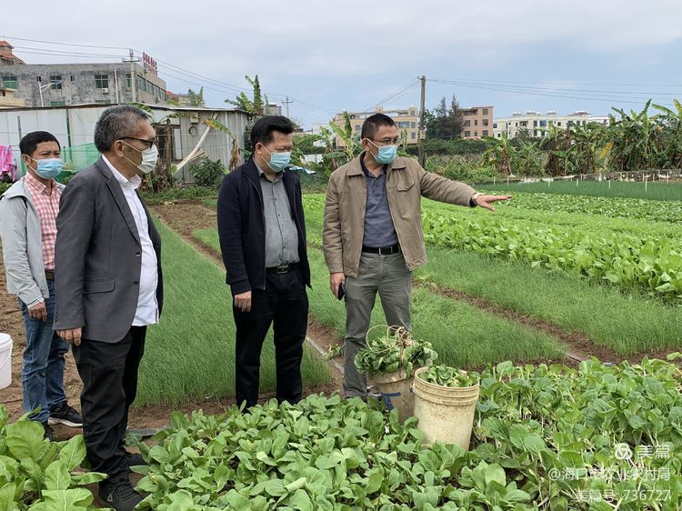 市农业农村局黄克民局长调研蔬菜生产基地保障疫情期间